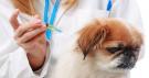 očkování psů 1